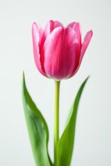 Close-up of a single pink tulip against a pure white backdrop, white, detail