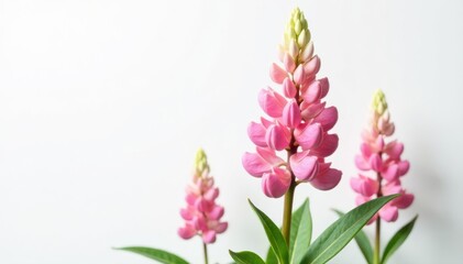 Naklejka premium Magnified lupin blossom, stark white backdrop, close up, background, white background