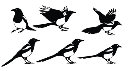 Silhouette vector set a collection of black and white silhouette illustrations of magpies in various poses, including flying and standing