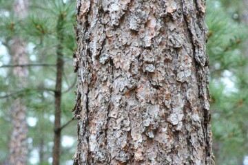 Fototapeta premium Close-up of a pine tree trunk with rough, textured bark