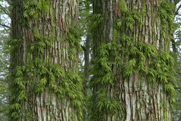 Obraz premium Two tree trunks covered in vibrant green moss