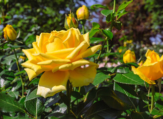 めぬま道の駅バラ園ー89