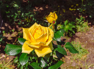 めぬま道の駅バラ園ー88