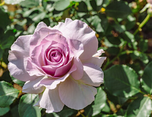 めぬま道の駅バラ園ー68