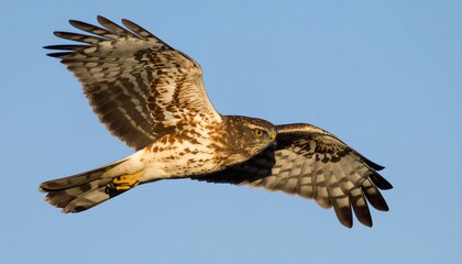 Fototapeta premium A hawk in flight against a clear sky