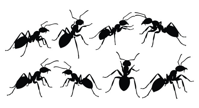 Silhouette vector set a collection of black ant silhouettes in various poses, isolated on a white background