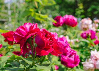 めぬま道の駅バラ園ー22