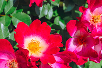 めぬま道の駅バラ園ー9