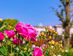 めぬま道の駅バラ園ー14