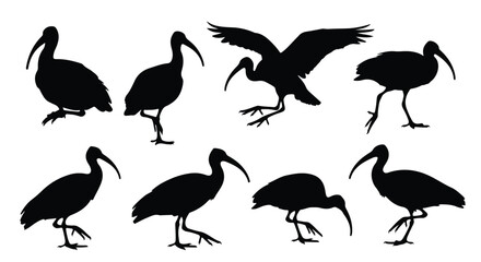 Fototapeta premium Silhouette vector set silhouettes of ibises in different postures, including flying and standing, isolated on white