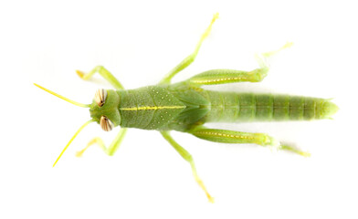 Small, immature green egyptian grasshopper or Egyptian locust (Anacridium aegyptium) isolated on white background, top view