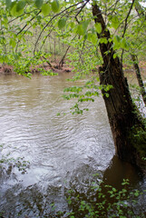Espace protégé, riviere La Leyre, Salles, 33, Gironde, France