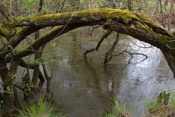 Espace protégé, riviere La Leyre, Salles, 33, Gironde, France