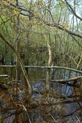 Vallée de la Leyre, riviere la Leyre, Parc naturel régional des Landes de Gascogne, 33, Gironde, France