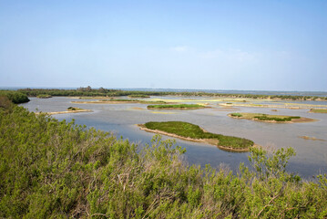 Reserve ornithologique du Teich, Bassin d'Arcachon, 33, Gironde, France