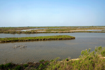 Reserve ornithologique du Teich, Bassin d'Arcachon, 33, Gironde, France