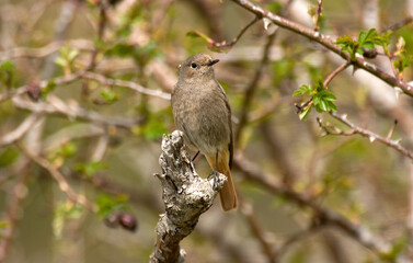 Rougequeue noir,
Phoenicurus ochruros, Black Redstart