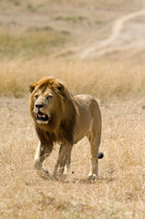 lion, panthera leo, Réserve de Masai Mara, Afrique de l'Est