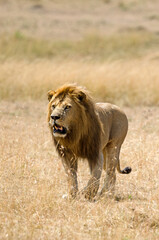 lion, panthera leo, Réserve de Masai Mara, Afrique de l'Est