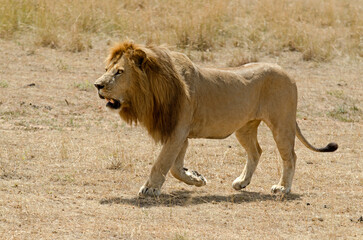 lion, panthera leo, Réserve de Masai Mara, Afrique de l'Est