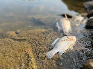 Dead tilapia fish floating in shallow reservoir water, illustrating mass fish die-off due to pollution, low oxygen, or disease in a freshwater aquatic environment