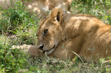 lion, femelle, lionne, Panthera leo, Réserve de Masai Mara, Kenya, Afrique de l'Est