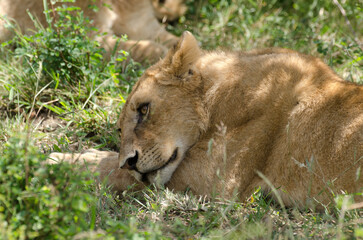 lion, femelle, lionne, Panthera leo, Réserve de Masai Mara, Kenya, Afrique de l'Est