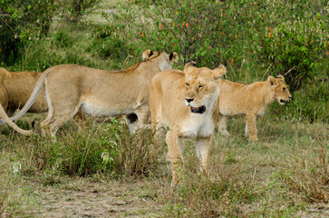 lion, femelle, jeune, lionne, Panthera leo, Afrique