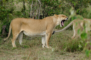lion, femelle, lionne, Panthera leo, Réserve de Masai Mara, Kenya, Afrique de l'Est