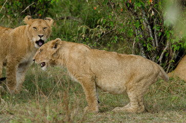 lion, femelle, jeune, lionne, Panthera leo, Afrique