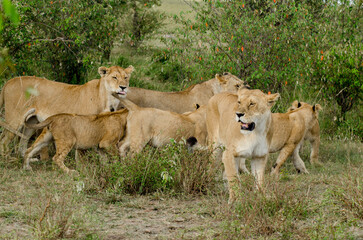 lion, femelle, jeune, lionne, Panthera leo, Afrique
