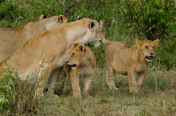 lion, femelle, jeune, lionne, Panthera leo, Afrique