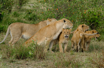 lion, femelle, jeune, lionne, Panthera leo, Afrique