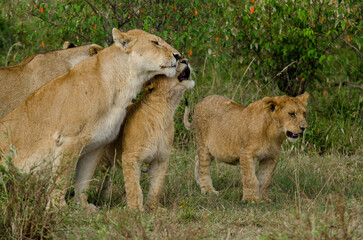 lion, femelle, jeune, lionne, Panthera leo, Afrique