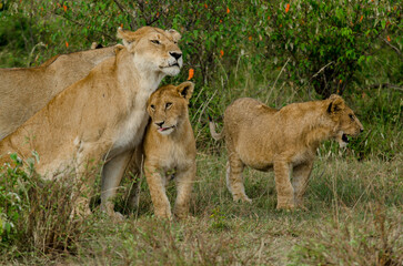 lion, femelle, jeune, lionne, Panthera leo, Afrique