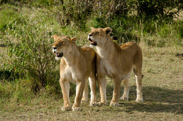 lion, femelle, lionne, Panthera leo, Réserve de Masai Mara, Kenya, Afrique de l'Est
