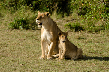 lion, femelle, jeune, lionne, Panthera leo, Afrique
