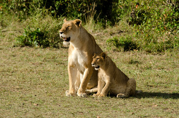 lion, femelle, jeune, lionne, Panthera leo, Afrique