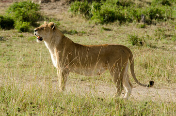 lion, femelle, lionne, Panthera leo, Réserve de Masai Mara, Kenya, Afrique de l'Est