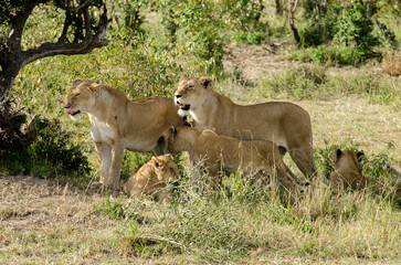 lion, femelle, jeune, lionne, Panthera leo, Afrique
