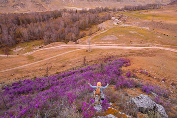 Explorer man woth backpack in blooms in Altai mountains, pink maralnik and wild rosemary in...