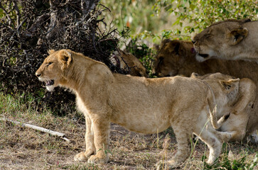 lion, femelle, lionne, Panthera leo, Réserve de Masai Mara, Kenya, Afrique de l'Est