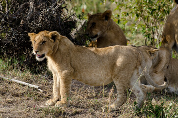lion, femelle, lionne, Panthera leo, Réserve de Masai Mara, Kenya, Afrique de l'Est