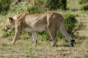 lion, femelle, lionne, Panthera leo, Réserve de Masai Mara, Kenya, Afrique de l'Est