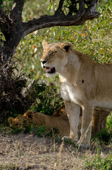 lion, femelle, lionne, Panthera leo, Réserve de Masai Mara, Kenya, Afrique de l'Est