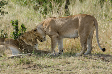 Fototapeta premium lion, femelle, lionne, Panthera leo, Réserve de Masai Mara, Kenya, Afrique de l'Est