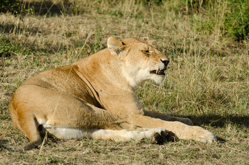 lion, femelle, lionne, Panthera leo, Réserve de Masai Mara, Kenya, Afrique de l'Est
