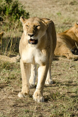 lion, femelle, lionne, Panthera leo, Réserve de Masai Mara, Kenya, Afrique de l'Est