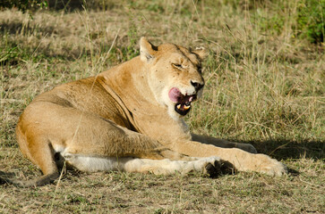 lion, femelle, lionne, Panthera leo, Réserve de Masai Mara, Kenya, Afrique de l'Est