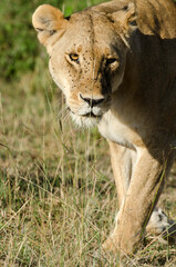 lion, femelle, lionne, Panthera leo, Réserve de Masai Mara, Kenya, Afrique de l'Est
